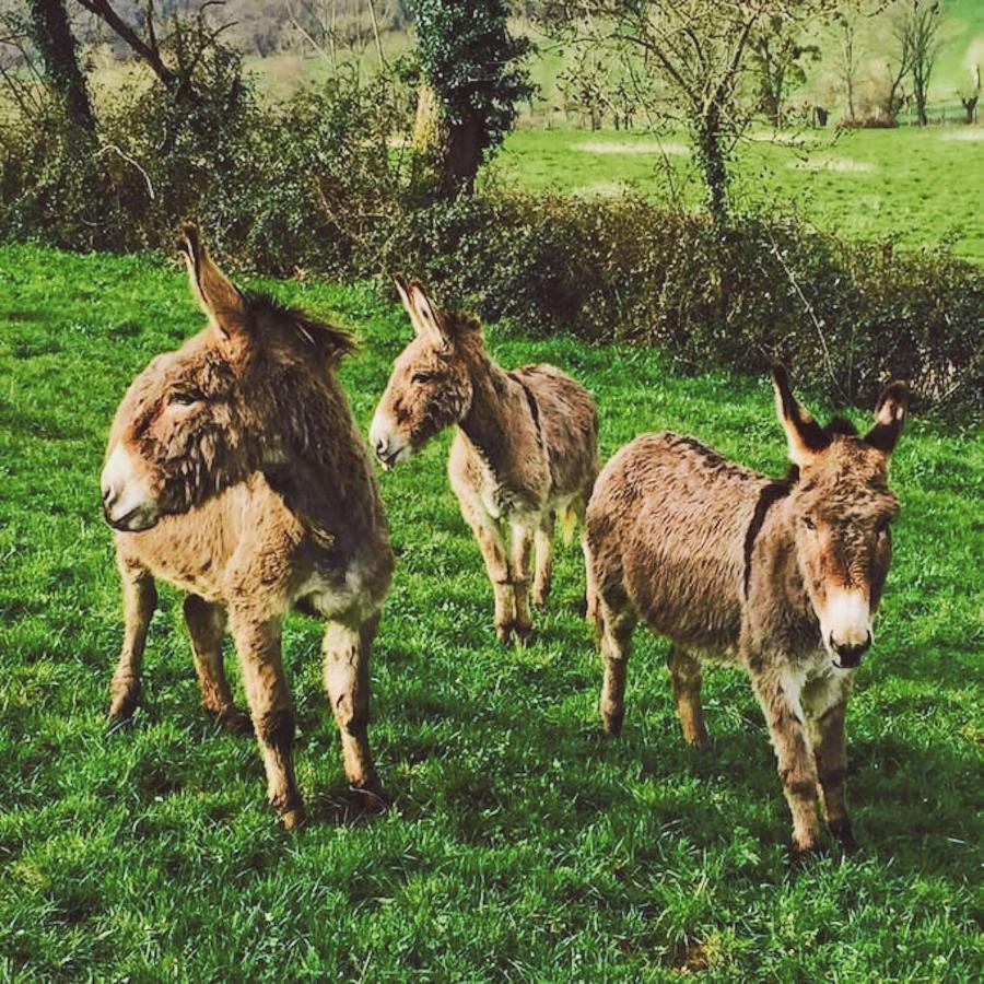 Gites Les Demeures De Valette Azay-le-Brule Kültér fotó